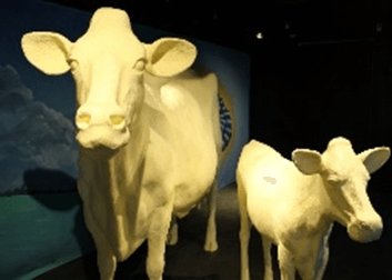 Iowa-State-Fair-butter-cow